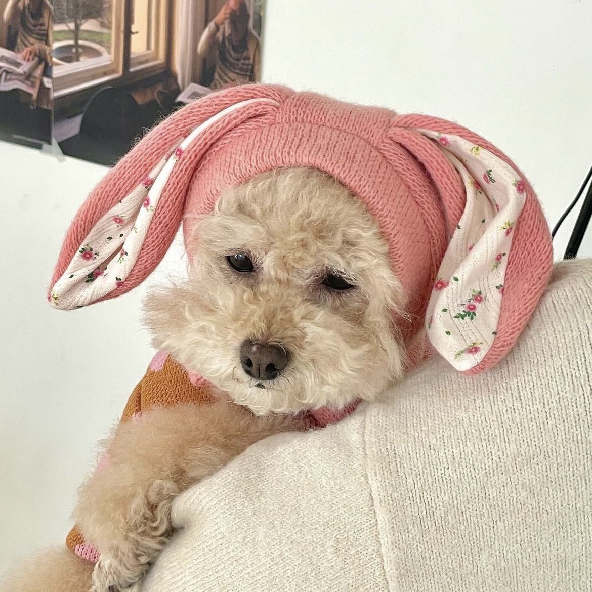 Dog Hat Autumn Winter Windproof Warmth Cover Cute Rabbit Ears Knitted Pet Cap Pink Ins Dogs Headwear New Kitten Puppy Earmuffs